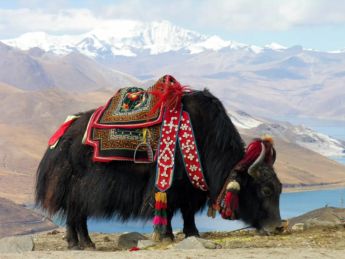 Tibet Lhasa & Everest Base Camp 8D7N